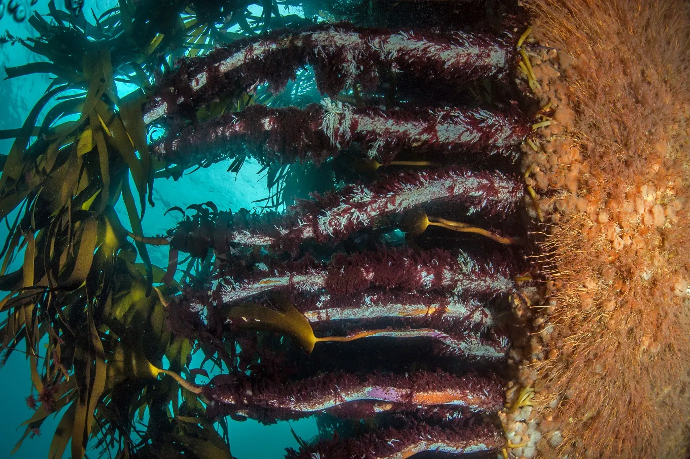 Looking out from inside a sea cave through a curtain of kelp toward bright blue water